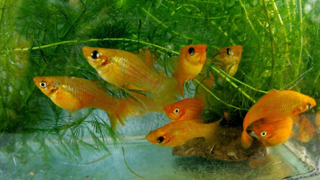Die Molly-Fische von Fischzüchter Trampitz aus Radbeul tummeln sich im Aquarium