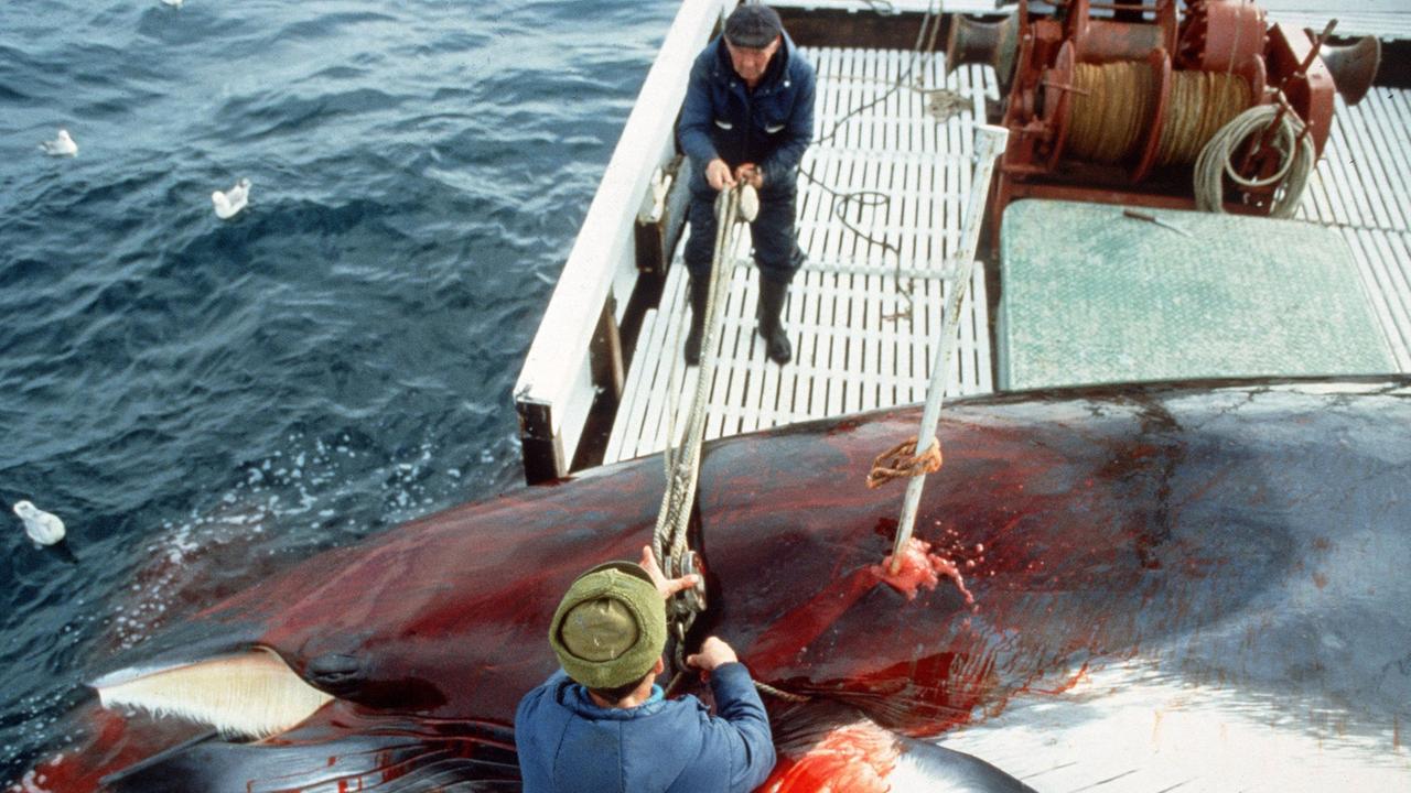 Walfang in Norwegen: Immer weniger Norweger wollen diesen Beruf ausüben.