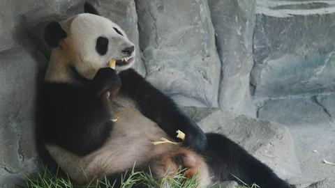 Ein Panda lehnt an einer Steinwand und kaut Bambus.