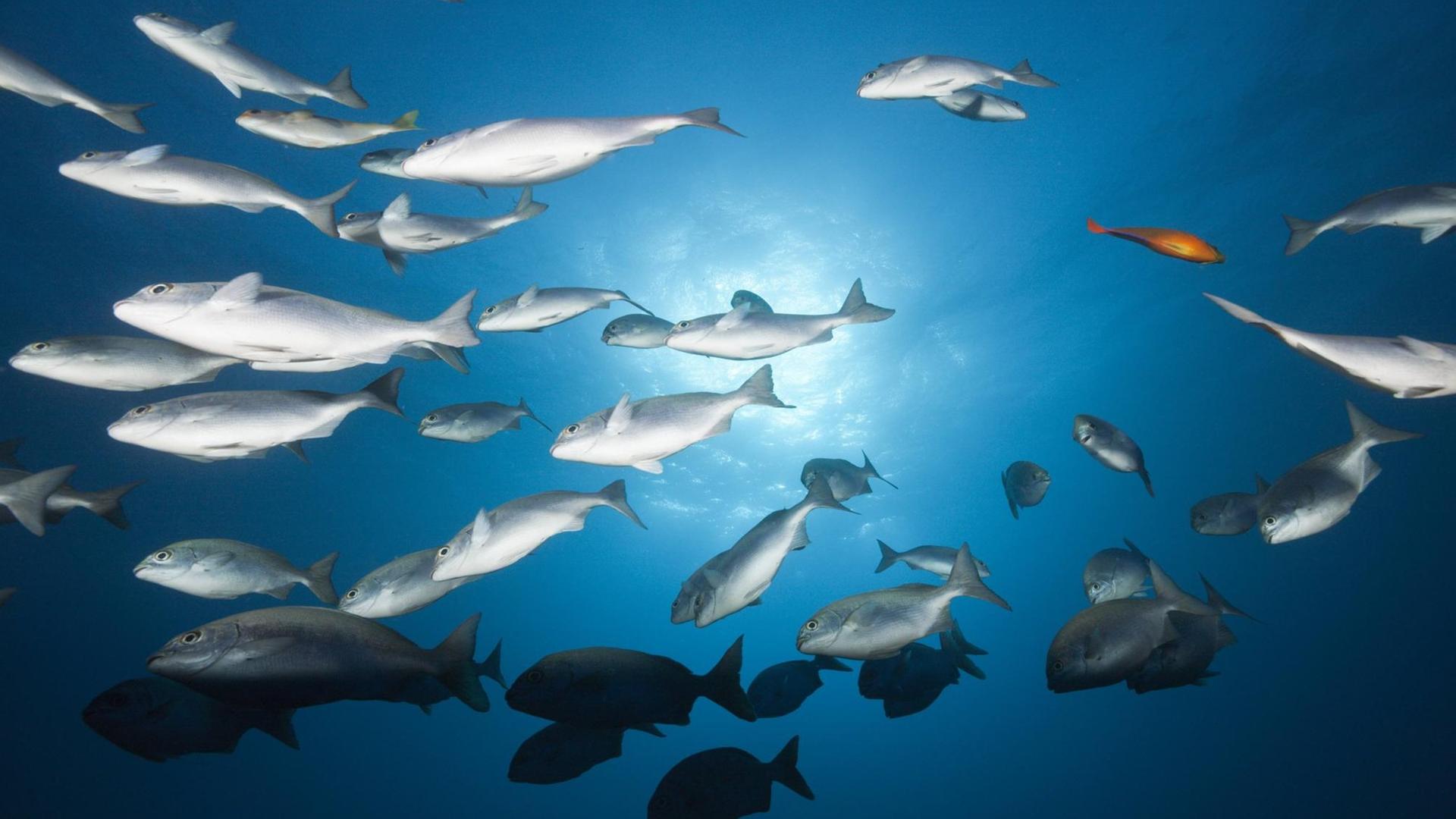 Ein Schwarm Blauer Steuerbarsche vor den mexikanischen Revillagigedo-Inseln im Pazifischen Ozean. Ein Schwarm Blauer Steuerbarsche vor den mexikanischen Revillagigedo-Inseln im Pazifischen Ozean.