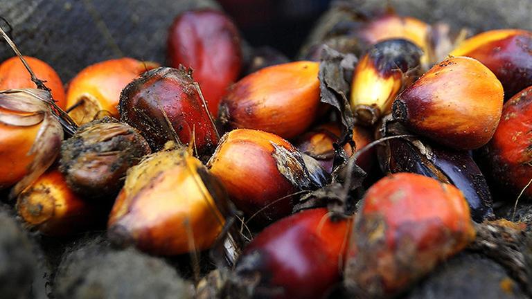 file - An Indonesian palm oil farmer displays some of the palm harvest, in Tamiang, Aceh, Indonesia, 15 December 2015. A EPA/HOTLI SIMANJUNTAK (zu dpa "Studie: Ersatz von Palmöl kann Umweltprobleme verschärfen" vom 30.08.2016) |