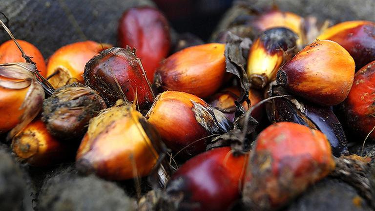file - An Indonesian palm oil farmer displays some of the palm harvest, in Tamiang, Aceh, Indonesia, 15 December 2015. A EPA/HOTLI SIMANJUNTAK (zu dpa "Studie: Ersatz von Palmöl kann Umweltprobleme verschärfen" vom 30.08.2016) | file - An Indonesian palm oil farmer displays some of the palm harvest, in Tamiang, Aceh, Indonesia, 15 December 2015. A EPA/HOTLI SIMANJUNTAK (zu dpa "Studie: Ersatz von Palmöl kann Umweltprobleme verschärfen" vom 30.08.2016) |