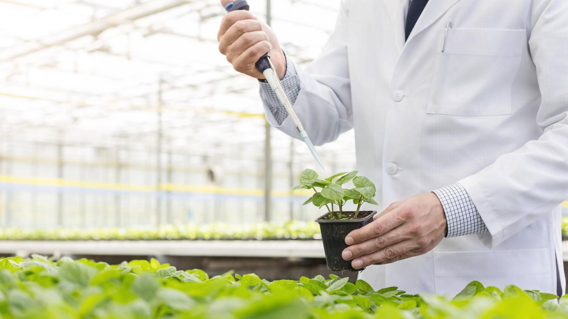 Ein Wissenschaftler in einem Treibhaus lässt eine Flüssigkeit aus einer Pipette auf eine Pflanze tropfen Ein Wissenschaftler in einem Treibhaus lässt eine Flüssigkeit aus einer Pipette auf eine Pflanze tropfen
