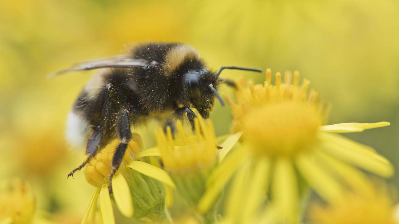 Dunkle Erdhummel (Bombus terrestris) auf Jakobskreuzkraut (Senecio jacobaea), Emsland, Niedersachsen, Deutschland, Europa Copyright: imageBROKER/Erhard Nerger Dunkle Erdhummel (Bombus terrestris) auf Jakobskreuzkraut (Senecio jacobaea), Emsland, Niedersachsen, Deutschland, Europa Copyright: imageBROKER/Erhard Nerger