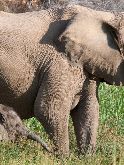 Großaufnahme einer Elefantenmutter mit ihrem Kind