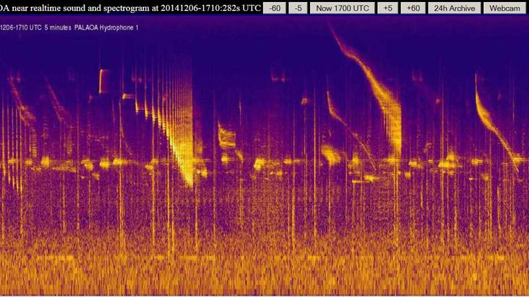 Das Spektogramm zeigt die Visualisierung der Klangereignisse, die von einem der vier Hydrophone des unbemannten Observatoriums PALAOA im Wedellmeer in der Antarktis aufgenommen wurden. Das Spektogramm zeigt die Visualisierung der Klangereignisse, die von einem der vier Hydrophone des unbemannten Observatoriums PALAOA im Wedellmeer in der Antarktis aufgenommen wurden.