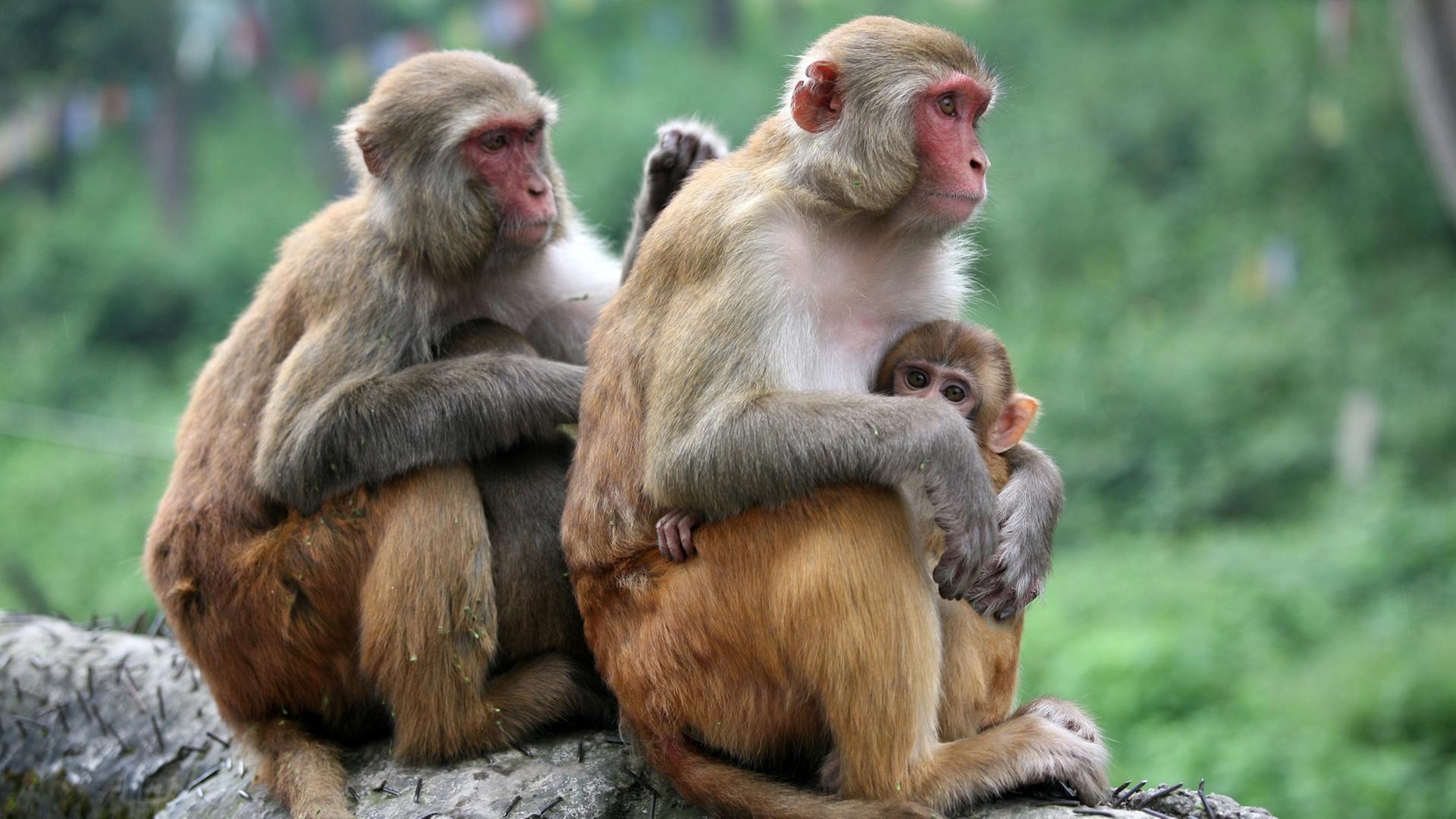 Zwei Rhesusaffen (Macaca mulatta) mit ihren Jungen sitzen auf einer Mauer, wobei sich das eine Tier der Fellpflege des anderen widmet, aufgenommen am 24.09.2007 in Kathmandu, der Hauptstadt von Nepal. Im Hinduismus, der Hauptreligion in Nepal, wird der Rhesusaffe als heiliges Tier verehrt. Zwei Rhesusaffen (Macaca mulatta) mit ihren Jungen sitzen auf einer Mauer, wobei sich das eine Tier der Fellpflege des anderen widmet, aufgenommen am 24.09.2007 in Kathmandu, der Hauptstadt von Nepal. Im Hinduismus, der Hauptreligion in Nepal, wird der Rhesusaffe als heiliges Tier verehrt.