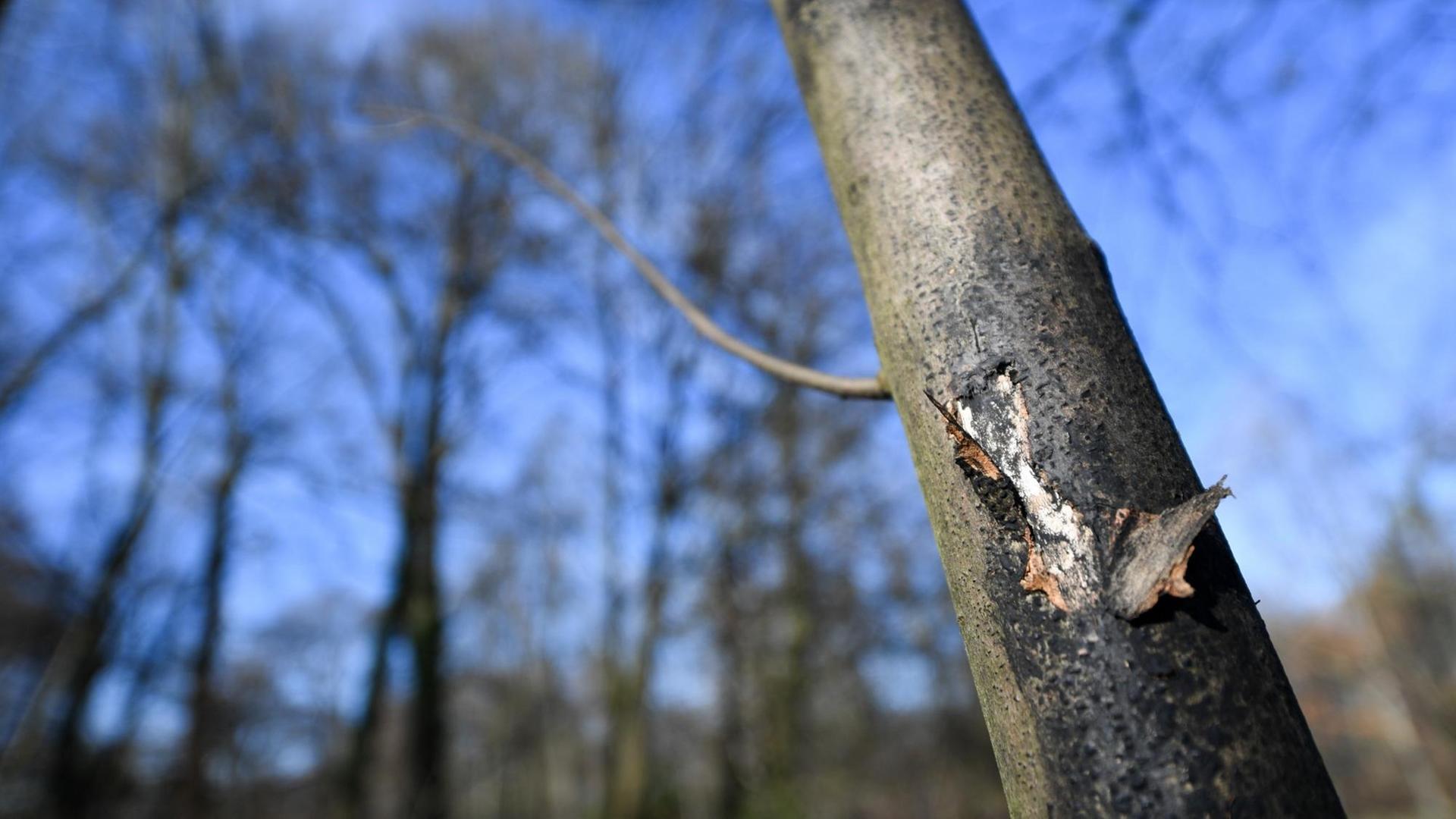 13.02.2019, Hessen, Offenbach/Main: Ein mit der Rußrindenkrankheit befallener Ahornbaum zeigt im Schlosspark Rumpenheim dunkle Flecken. Wegen des Pilzbefalls ist der Park derzeit für Besucher gesperrt. Rund 100 Ahornpflanzen sollen demnächst gefällt und verbrannt werden. 13.02.2019, Hessen, Offenbach/Main: Ein mit der Rußrindenkrankheit befallener Ahornbaum zeigt im Schlosspark Rumpenheim dunkle Flecken. Wegen des Pilzbefalls ist der Park derzeit für Besucher gesperrt. Rund 100 Ahornpflanzen sollen demnächst gefällt und verbrannt werden.