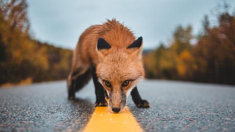 Ein Fuchs schnüffelt an einer Straßenmarkierung.