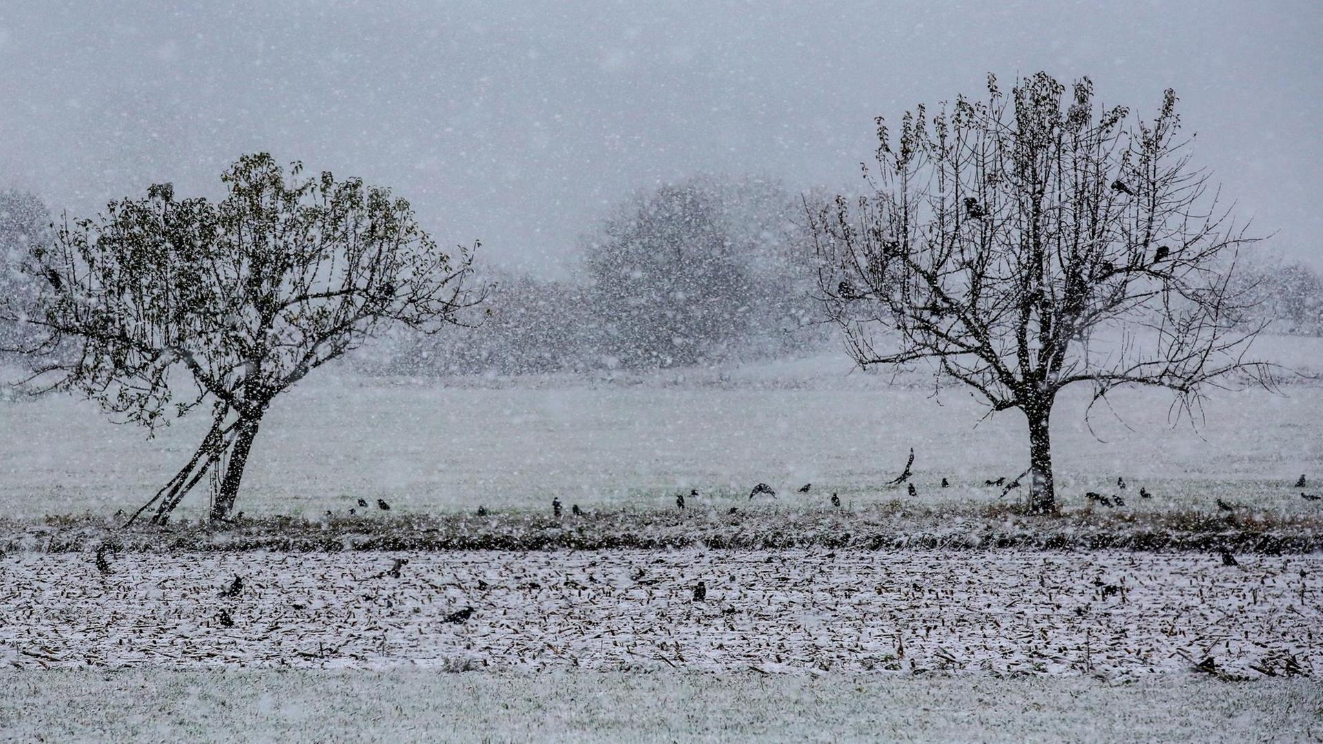 Krähen sitzen bei Schneefall auf Bäumen und auf einem Feld auf der Schwäbischen Alb. Krähen sitzen bei Schneefall auf Bäumen und auf einem Feld auf der Schwäbischen Alb.