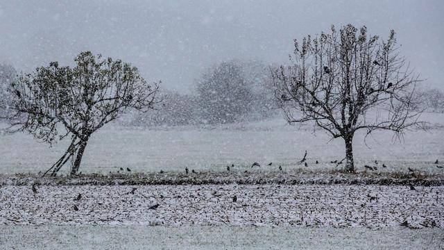Krähen sitzen bei Schneefall auf Bäumen und auf einem Feld auf der Schwäbischen Alb.