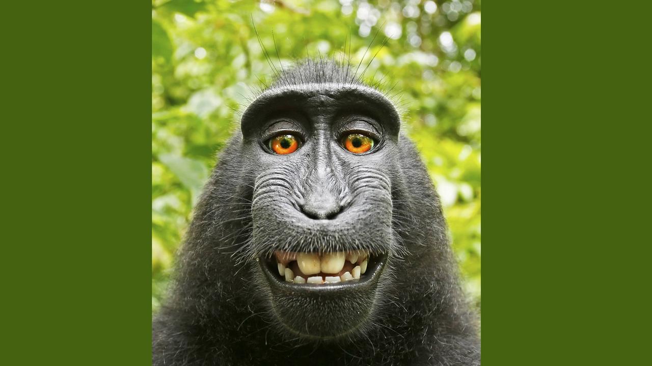 Selfie des Makaken Naruto. Selfie des Makaken Naruto.