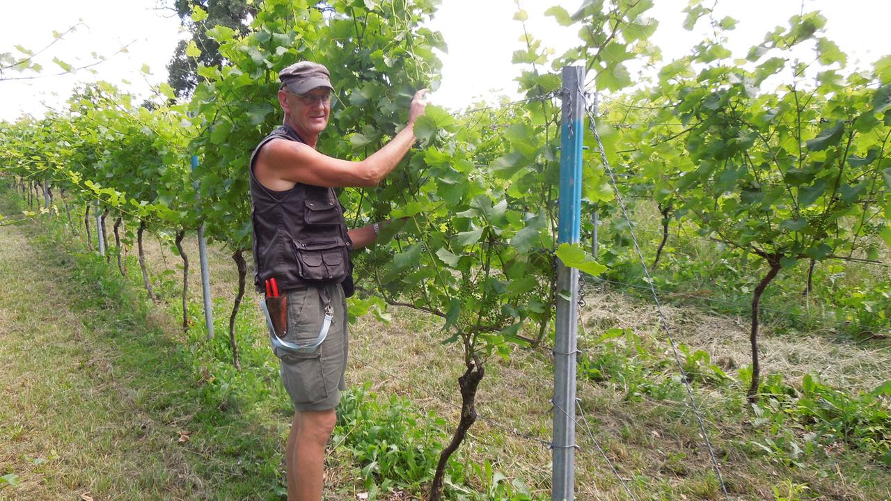 Henry Ebert bewirtschaftet das nördlichste Weingut Deutschlands Henry Ebert bewirtschaftet das nördlichste Weingut Deutschlands
