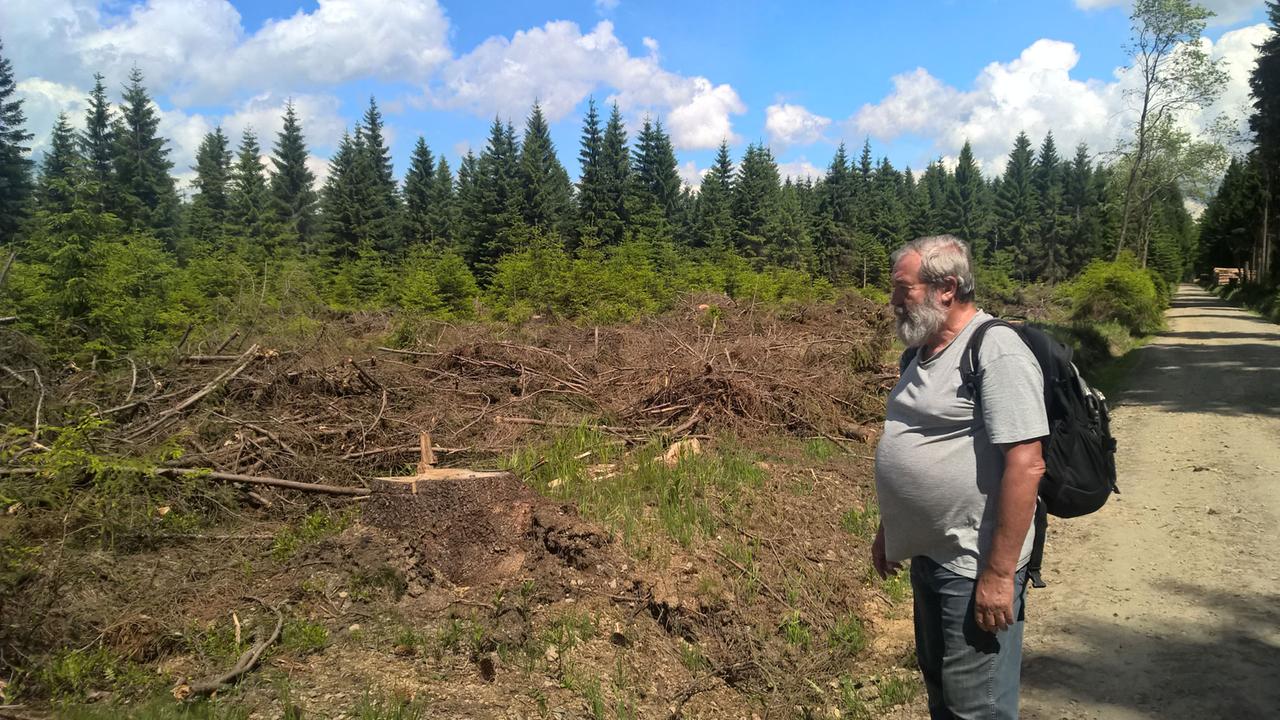 Naturschützer Ulrich Schuster erklärt Ausmaß und Folgen der Abholzung im sächsischen Naturschutzgebiet Mothäuser Heide.