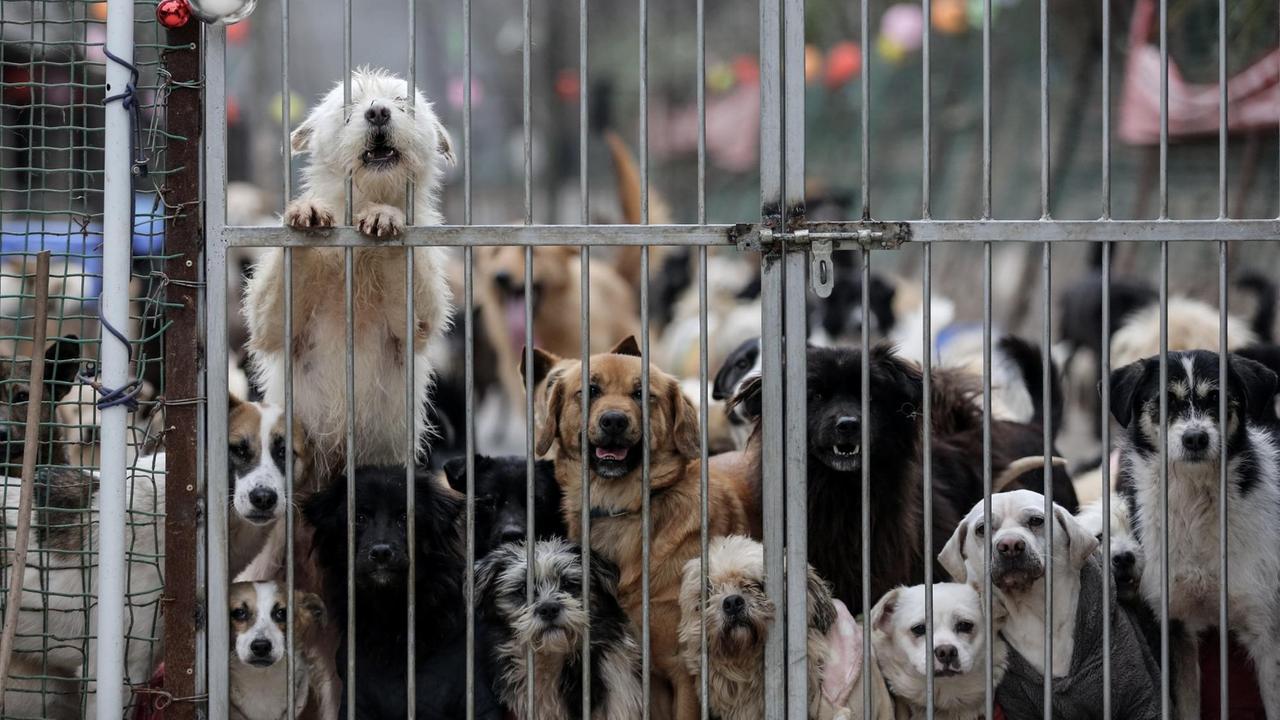 Hunde im Käfig in einem Tiefheim.