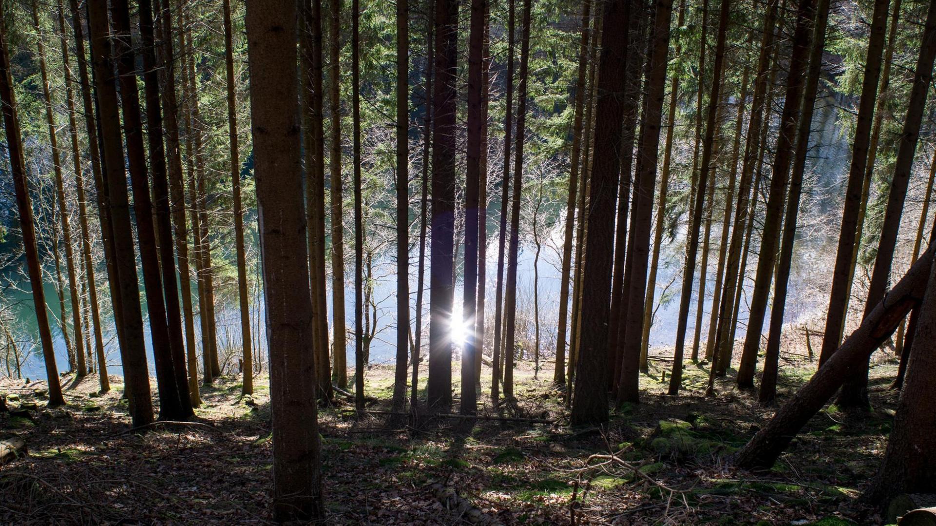 Wald bei der Wahnbachtalsperre im Rhein-Sieg-Kreis Wald bei der Wahnbachtalsperre im Rhein-Sieg-Kreis