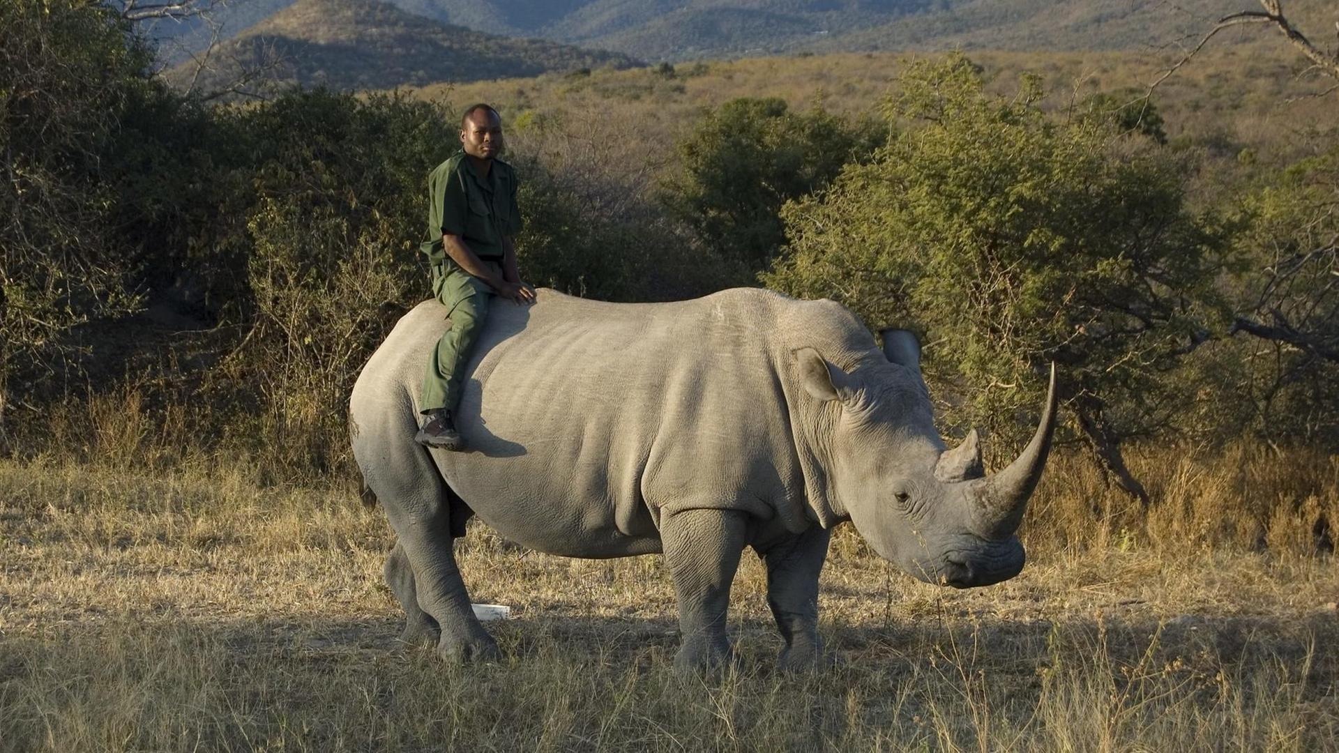 Südafrikanischer Wildhüter mit seinem Nashorn-Freund Dennis