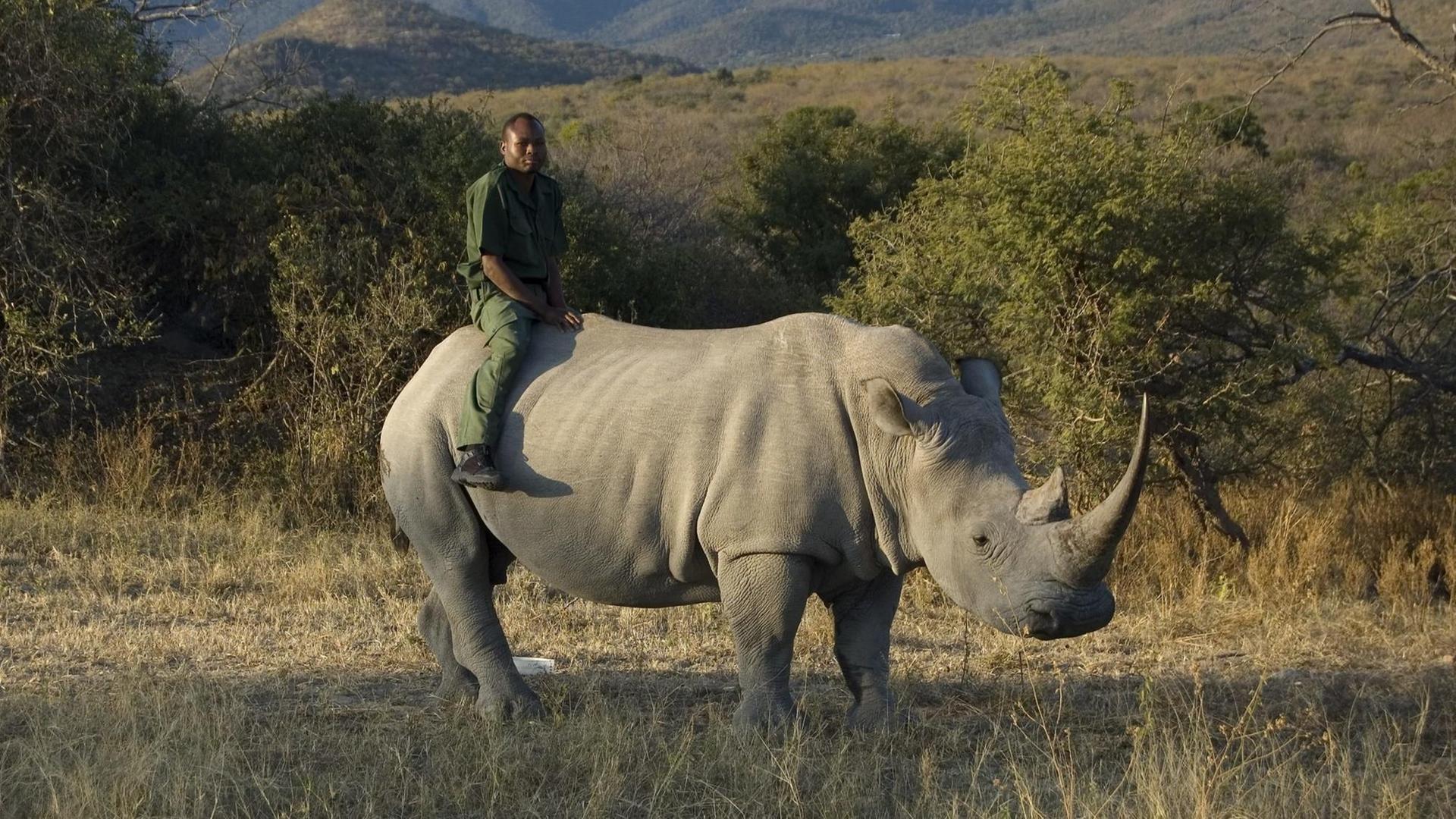 Südafrikanischer Wildhüter mit seinem Nashorn-Freund Dennis Südafrikanischer Wildhüter mit seinem Nashorn-Freund Dennis