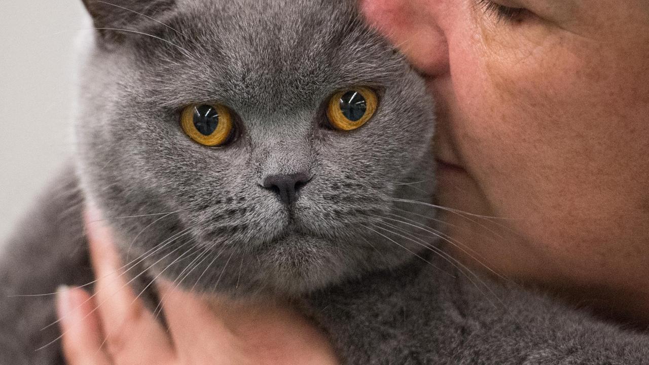 Eine Züchterin schmust mit ihrer Britisch-Kurzhaar-Katze