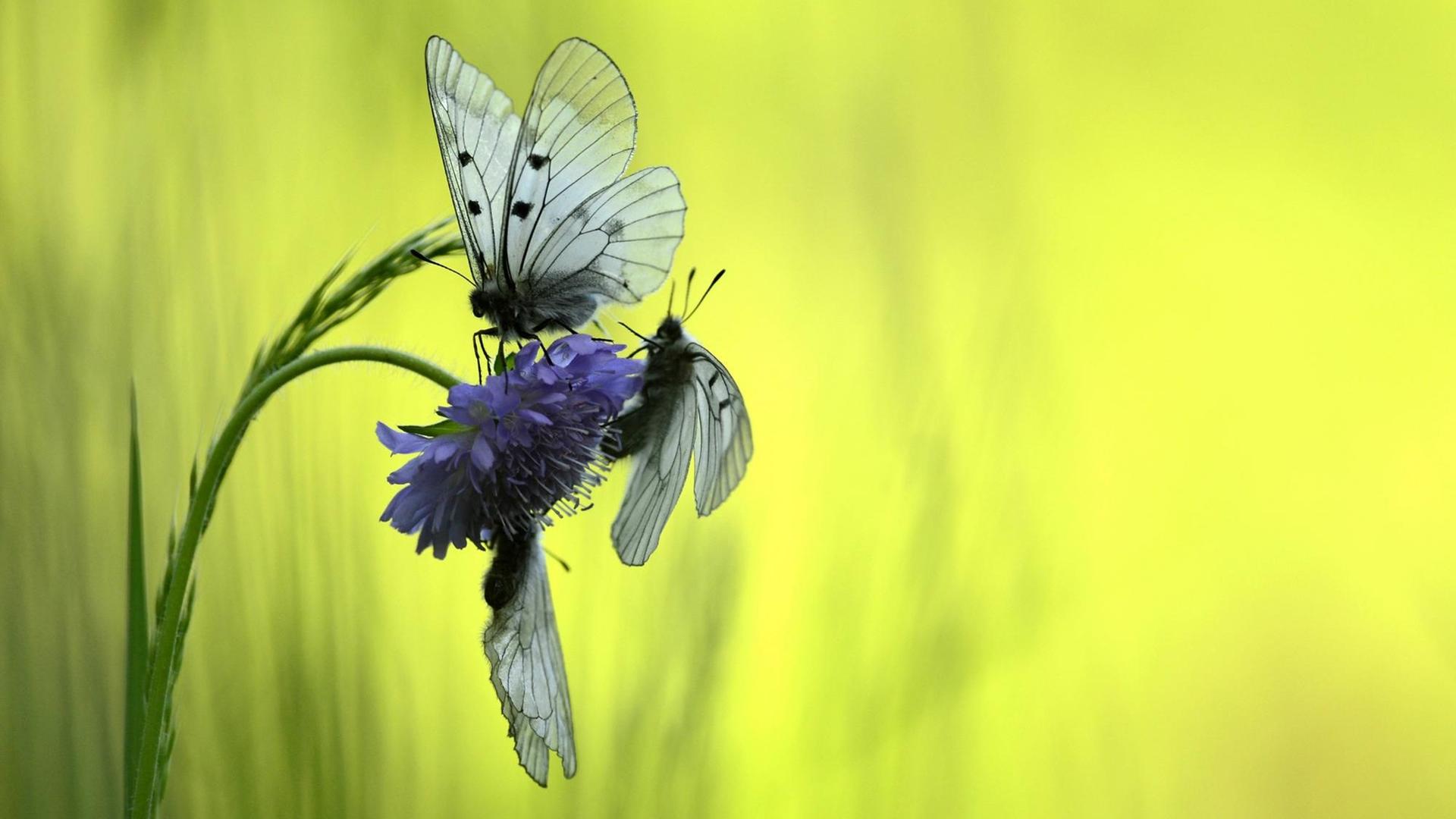 Drei Schmetterlinge (hier drei Schwarze Apollos) sind auf einer violetten Blüte gelandet. Drei Schmetterlinge (hier drei Schwarze Apollos) sind auf einer violetten Blüte gelandet.
