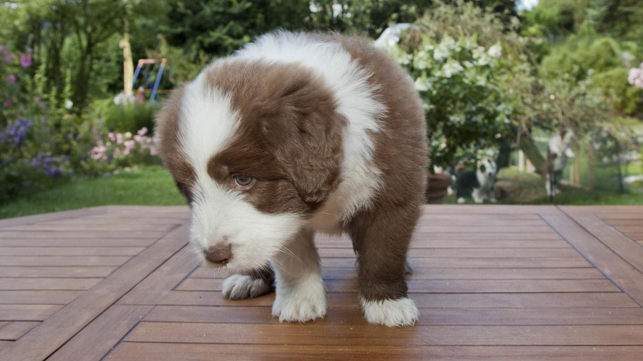 Ein braun-weißer Hundewelpe erkundet einen Tisch. Ein braun-weißer Hundewelpe erkundet einen Tisch.