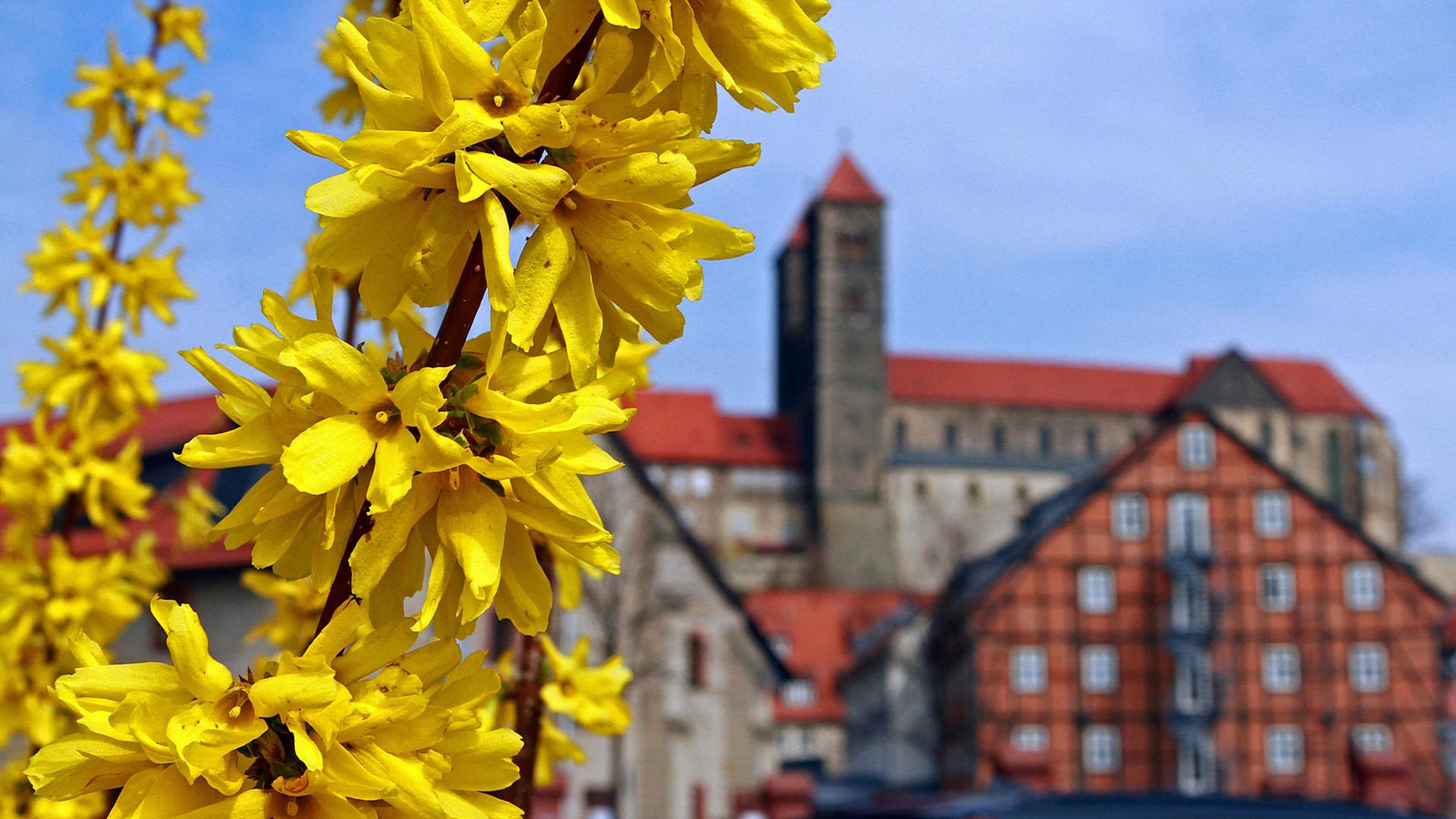 Forsythien blühen an einem Strauch in Quedlinburg Forsythien blühen an einem Strauch in Quedlinburg