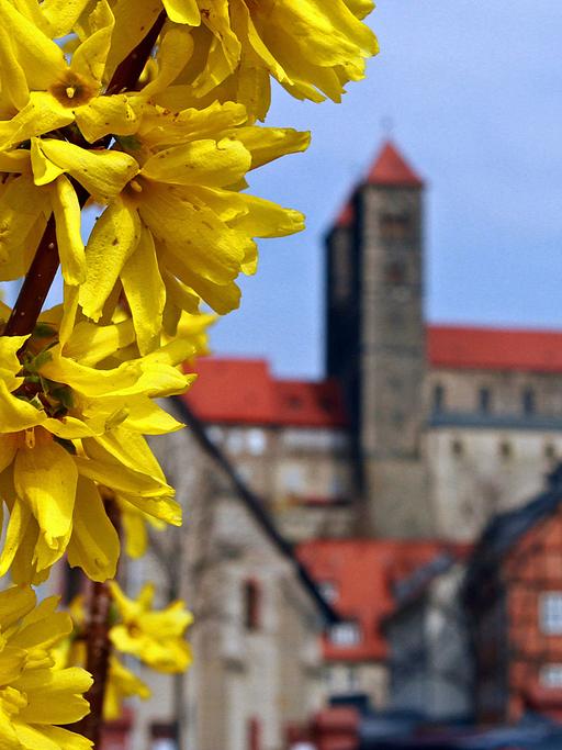 Forsythien blühen an einem Strauch in Quedlinburg