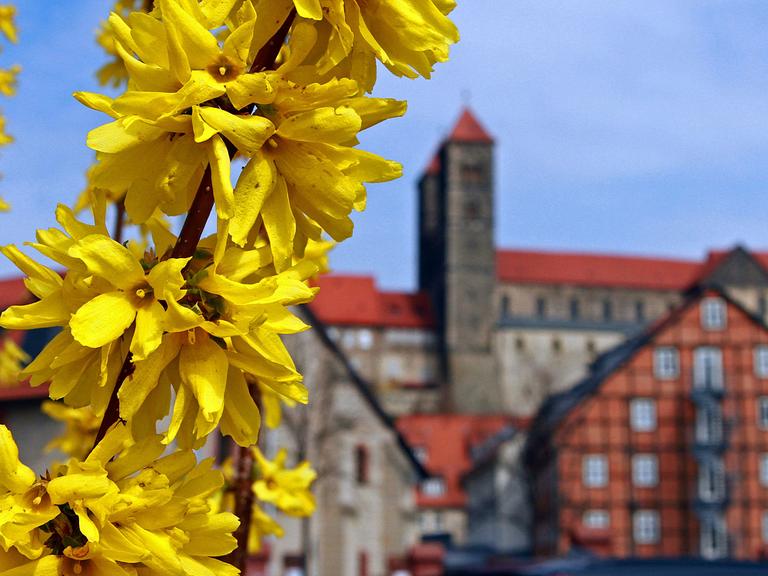 Forsythien blühen an einem Strauch in Quedlinburg