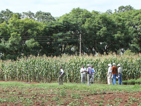 Testanbaufeld für Vitamin-A-Mais in Sambia.