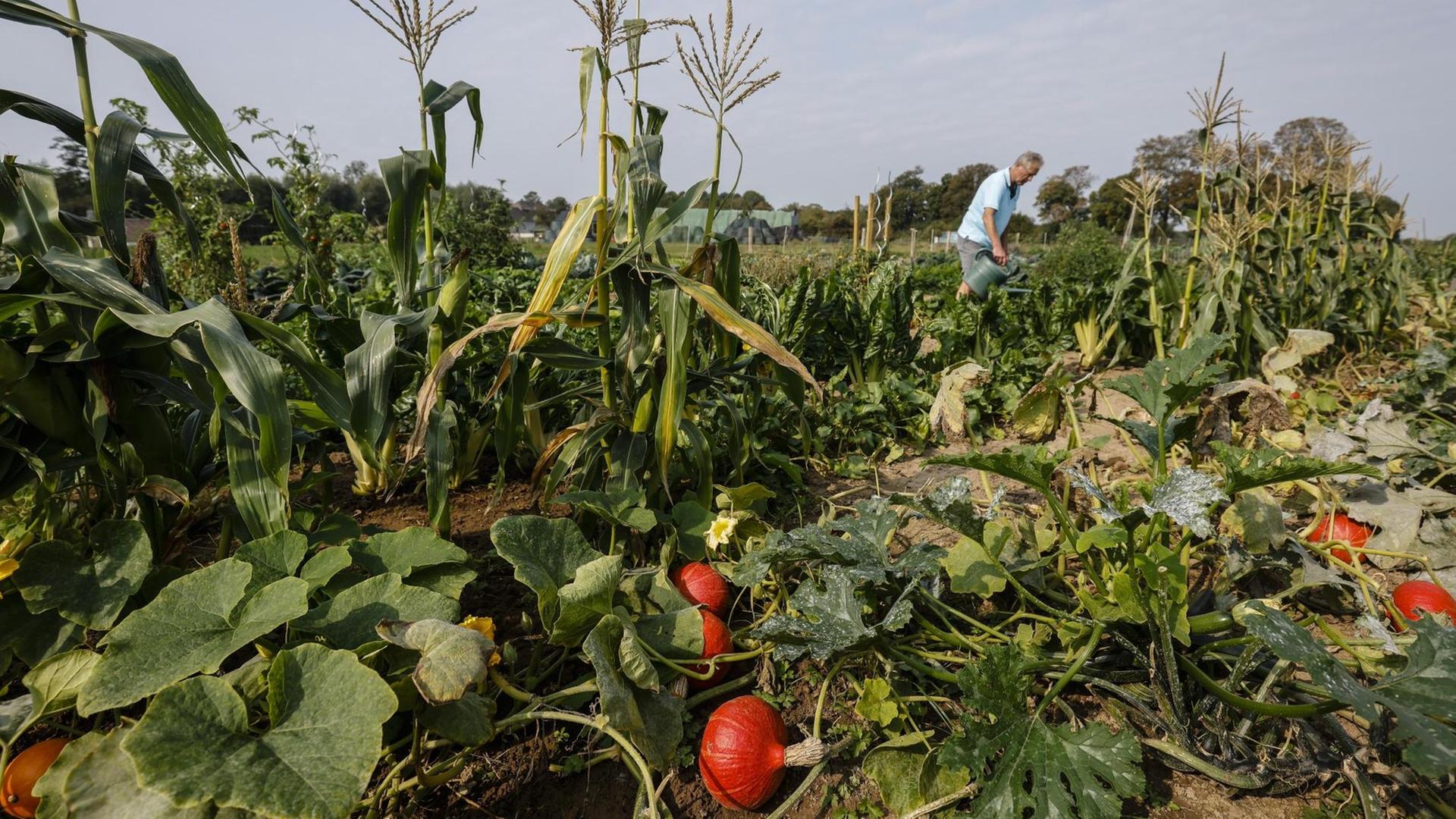 11.09.2020, Kamp-Lintfort, Nordrhein-Westfalen, Deutschland - Die Mietgaerten auf dem Bioland Bauernhof werden mit Bio-Jungpflanzen professionell vorbepflanzt. 11.09.2020, Kamp-Lintfort, Nordrhein-Westfalen, Deutschland - Die Mietgaerten auf dem Bioland Bauernhof werden mit Bio-Jungpflanzen professionell vorbepflanzt.
