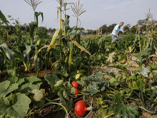 11.09.2020, Kamp-Lintfort, Nordrhein-Westfalen, Deutschland - Die Mietgaerten auf dem Bioland Bauernhof werden mit Bio-Jungpflanzen professionell vorbepflanzt.