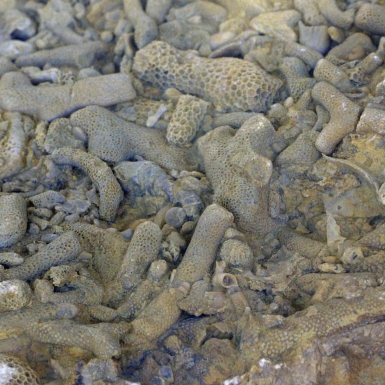 Brachiopoden und Seelilienstaengel auf dem Meeresboden