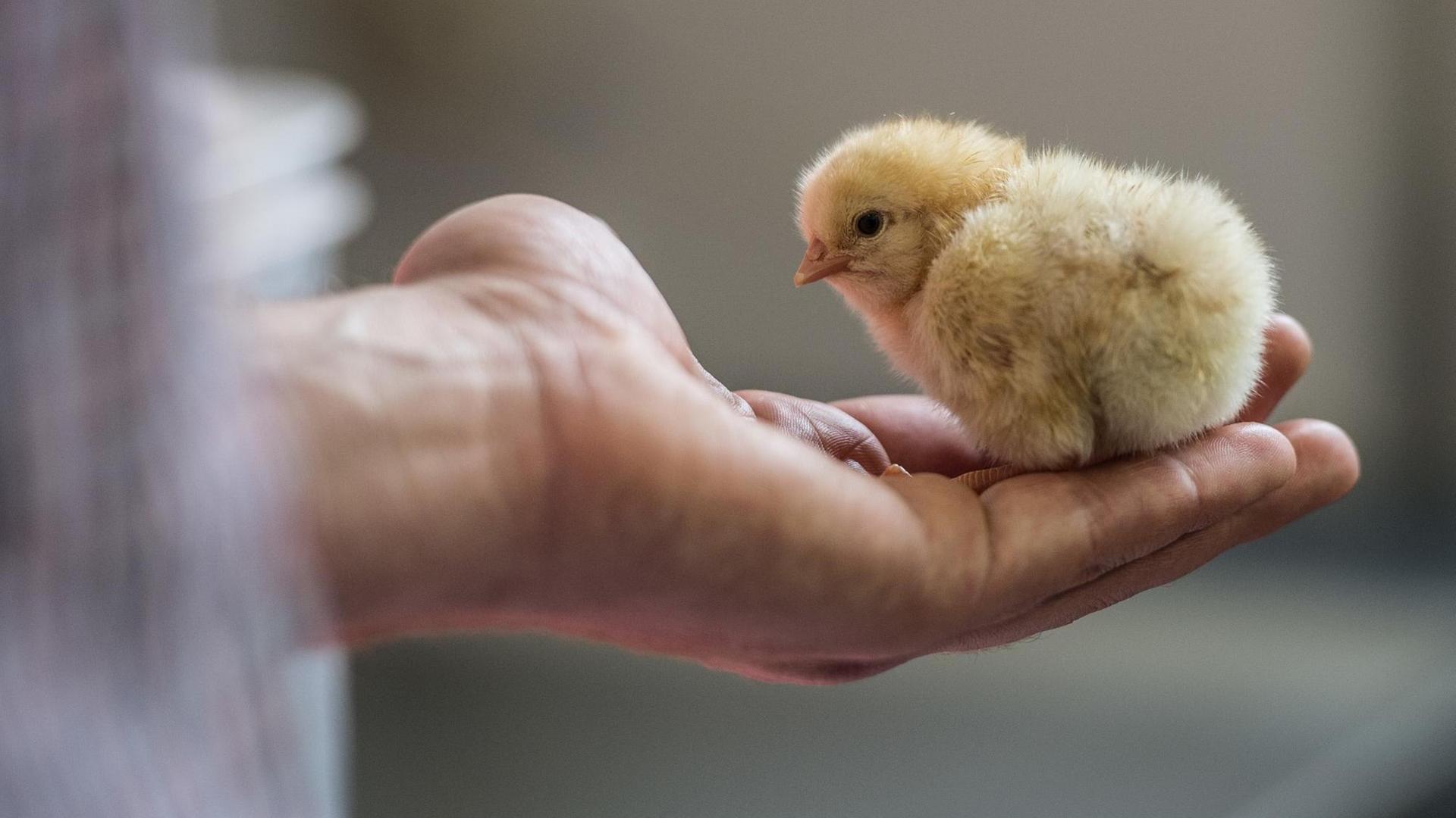 Ein männliches Küken in der veterinärmedizinischen Fakultät der Universität Leipzig: Veterinärmediziner der Universität Leipzig forschen intensiv an einer Alternative zur massenhaften Tötung männlicher Küken Ein männliches Küken in der veterinärmedizinischen Fakultät der Universität Leipzig: Veterinärmediziner der Universität Leipzig forschen intensiv an einer Alternative zur massenhaften Tötung männlicher Küken