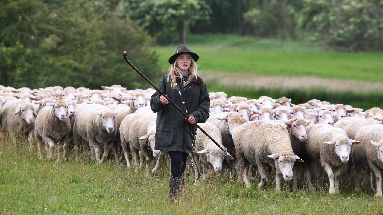 Schäferlehrling Juliane Prass ist mit ihren Schafen unterwegs.
Schäferlehrling Juliane Prass ist mit ihren Schafen unterwegs.