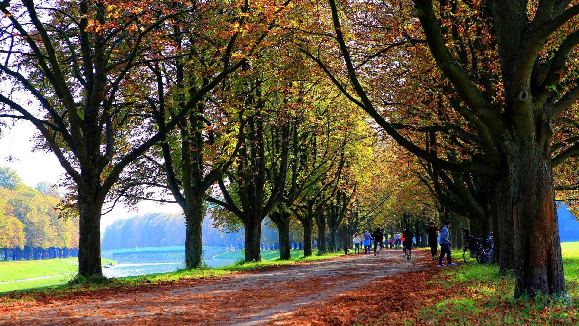 Eine herbstliche Allee am Decksteiner Weiher in Köln. Eine herbstliche Allee am Decksteiner Weiher in Köln.