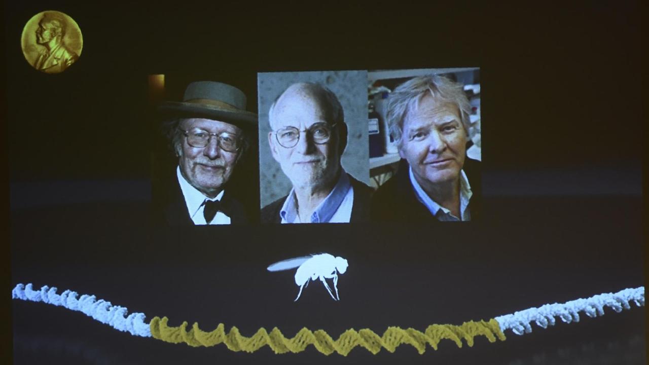 Jeffrey C. Hall, Michael Rosbash and Michael W. Young haben an Fruchtfliegen-Genen geforscht Jeffrey C. Hall, Michael Rosbash and Michael W. Young haben an Fruchtfliegen-Genen geforscht