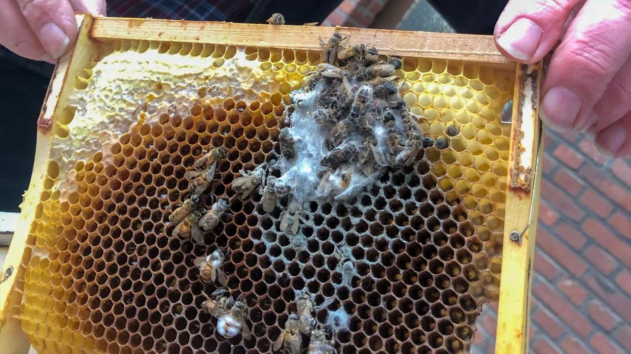 Friedel Mirbach inspiziert die Honigbienenstöcke, die im Winter eingegangen sind. Weil sie schon eine Weile in der feuchten Kälte herumgestanden haben, haben die Waben zu schimmeln begonnen.