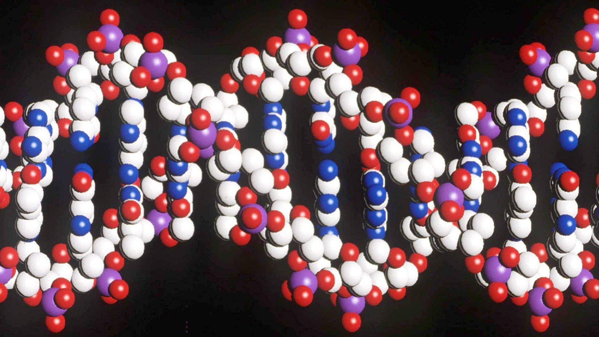 Foto eines Modells des menschlichen DNA-Stranges mit der doppelten Helix-Struktur Foto eines Modells des menschlichen DNA-Stranges mit der doppelten Helix-Struktur