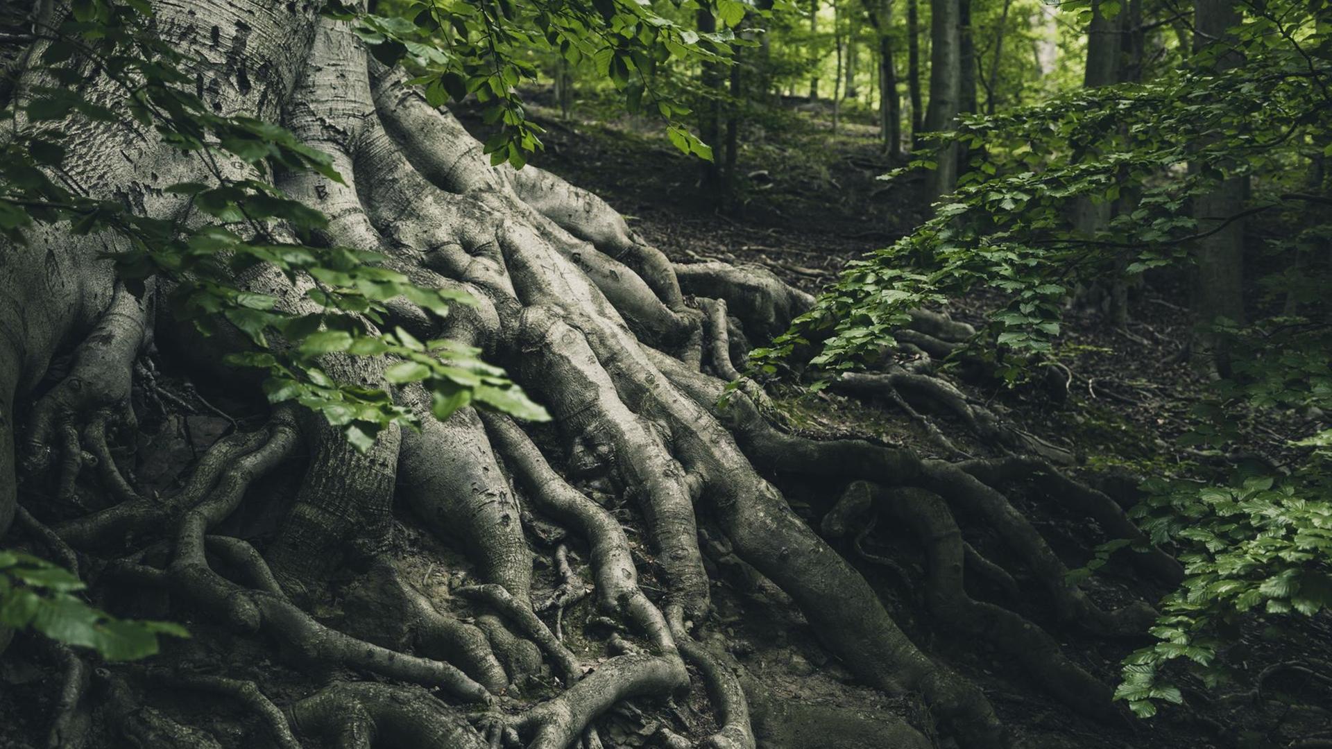 Mächtige Baumwurzeln drängen inmitten eines Waldes an die Erdoberfläche.