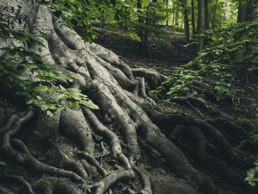 Mächtige Baumwurzeln drängen inmitten eines Waldes an die Erdoberfläche.