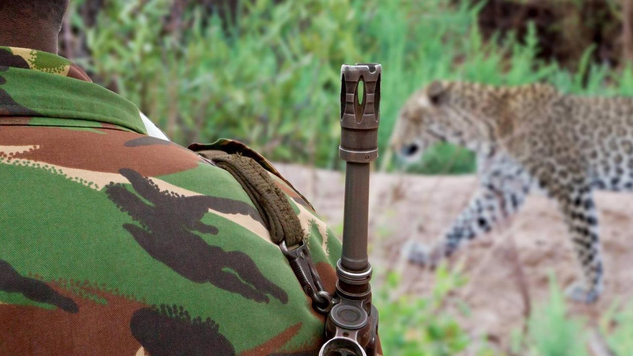 Ein Wildhüter von hinten fotografiert mit einem Gewehr über der Schulter, ein Leopard läuft an vor ihm entlang. Ein Wildhüter von hinten fotografiert mit einem Gewehr über der Schulter, ein Leopard läuft an vor ihm entlang.