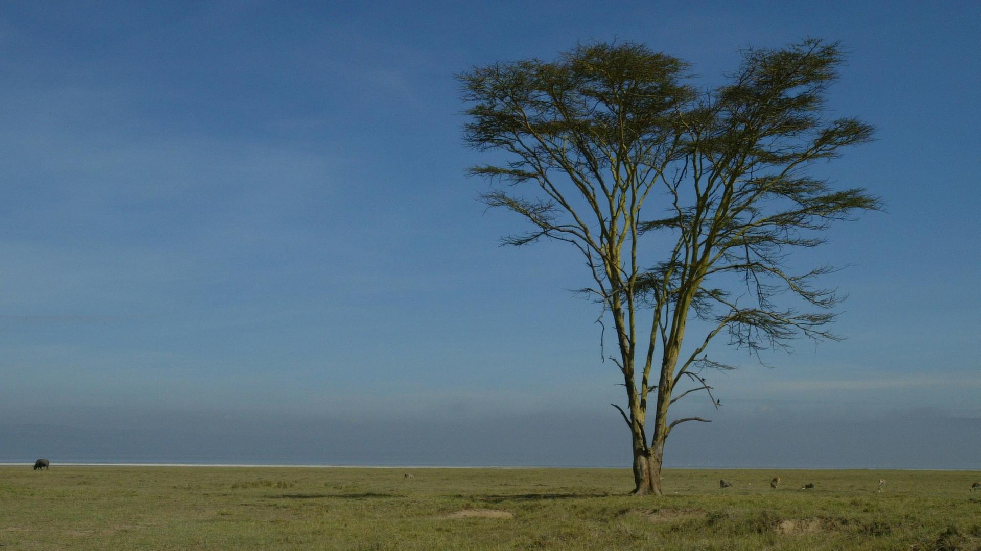 Der Nakuru Nationalpark in Kenia Der Nakuru Nationalpark in Kenia