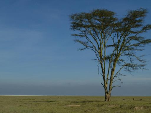 Der Nakuru Nationalpark in Kenia