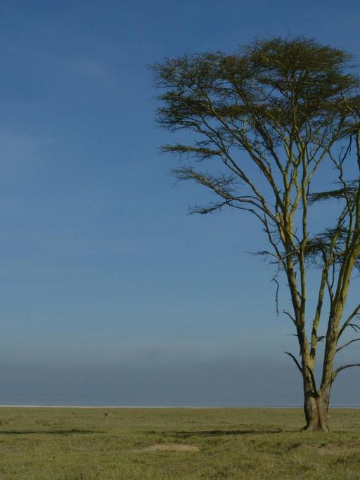 Der Nakuru Nationalpark in Kenia