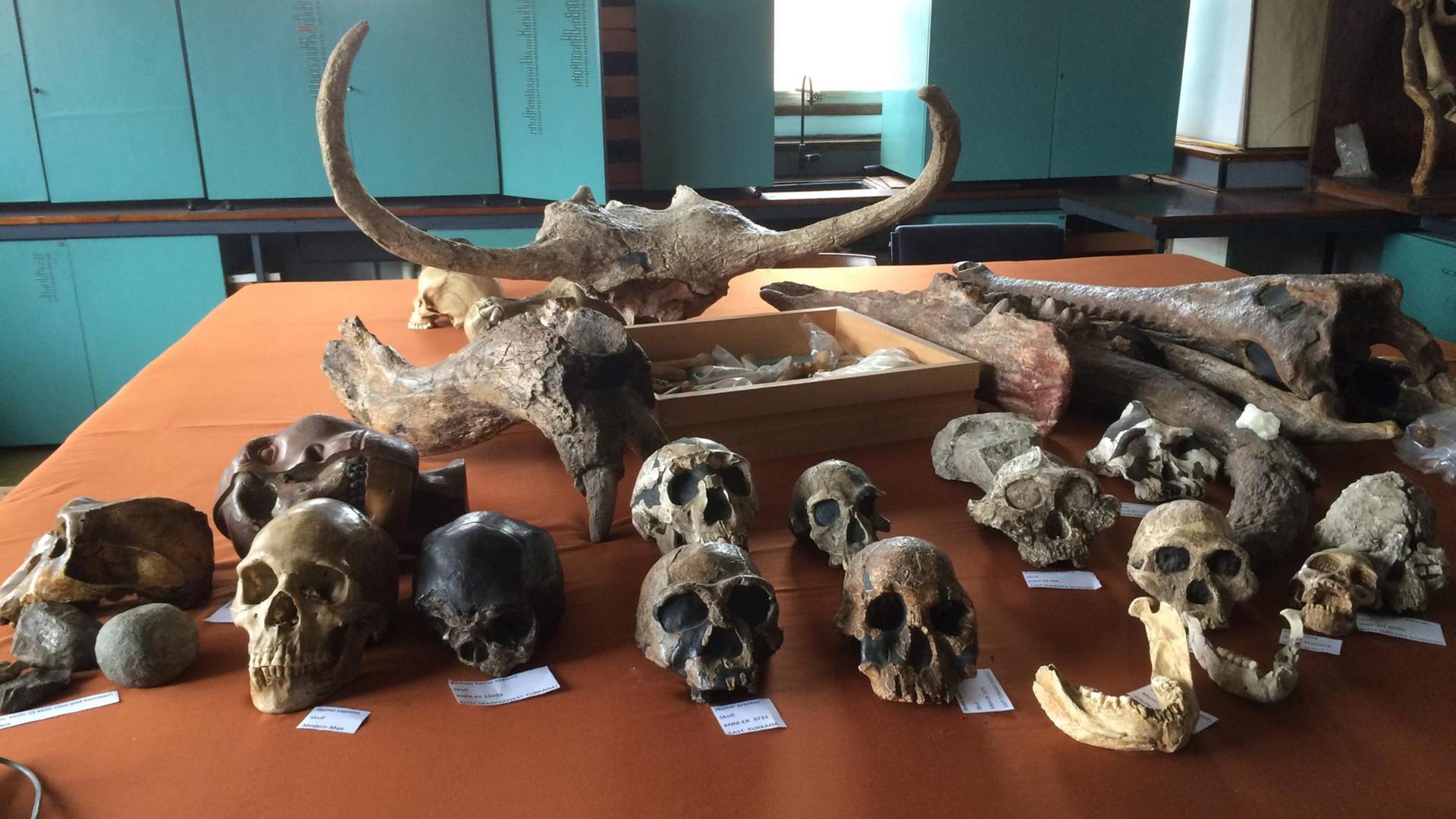 Schädel von Primaten - ausgestellt im National Museum of Kenya.
