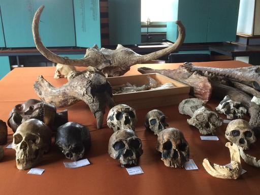Schädel von Primaten - ausgestellt im National Museum of Kenya.