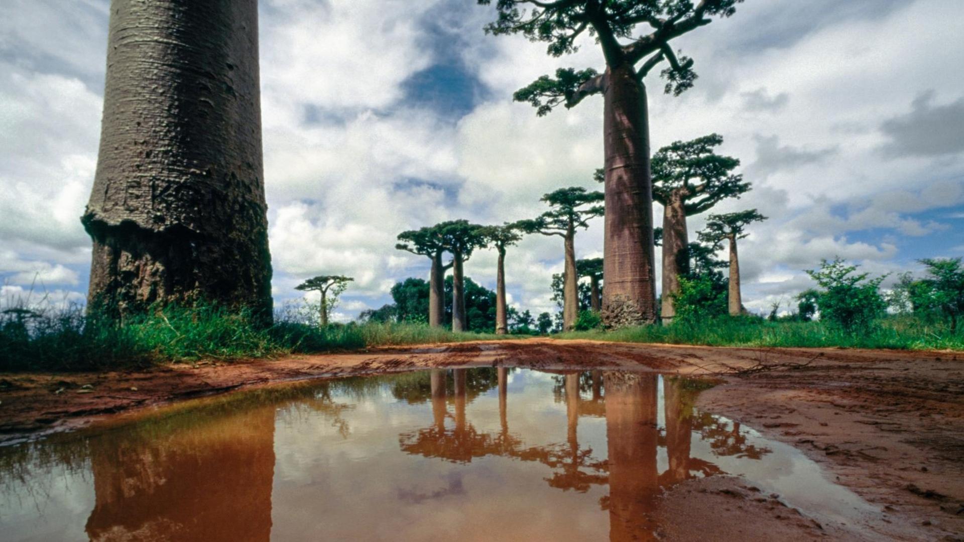 Grüne "Allée des Baobabs", in der Nähe von Morondava Grüne "Allée des Baobabs", in der Nähe von Morondava