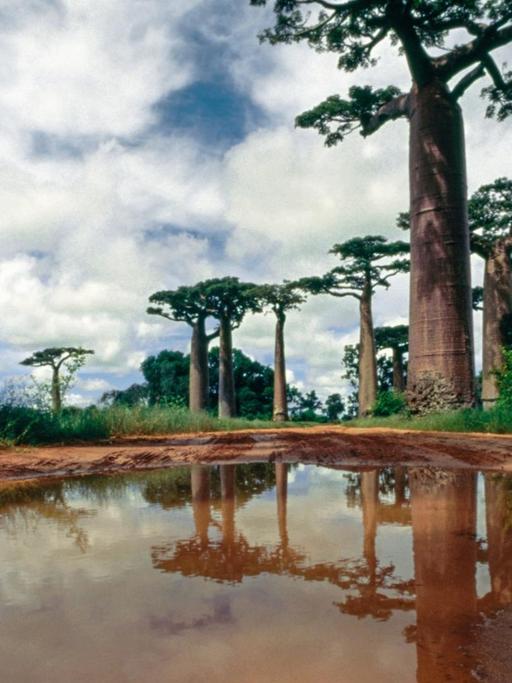 Grüne "Allée des Baobabs", in der Nähe von Morondava