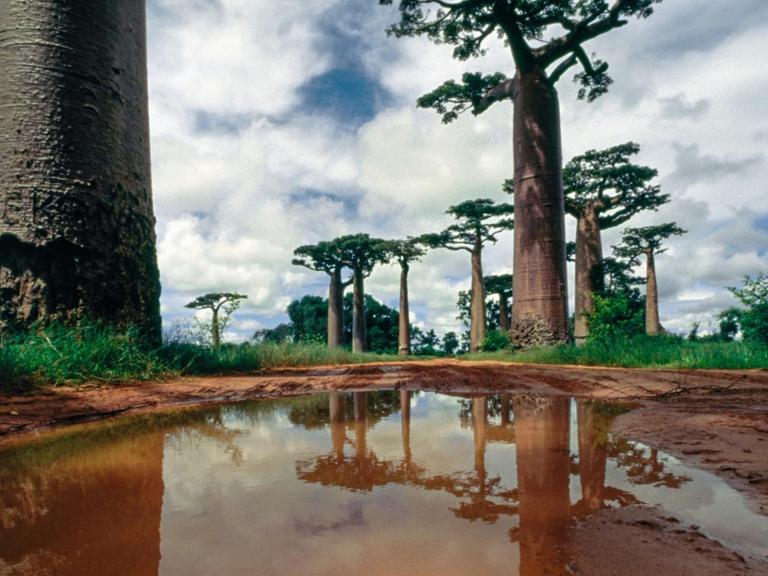 Grüne "Allée des Baobabs", in der Nähe von Morondava