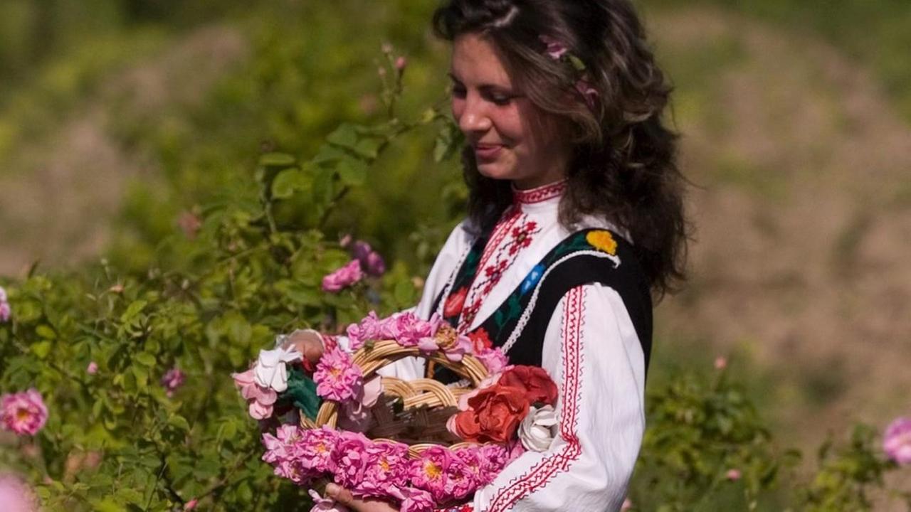 Eine Frau in traditioneller bulgarischer Tracht sammelt in der Stadt Karlowo während des jährlichen Rosen-Festivals Rosenblüten.
